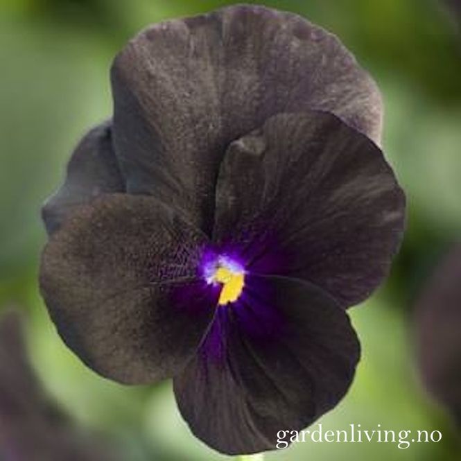 Hovedbilde Stemorsblomst 'Penny™ Black', småbl. - Viola x ...