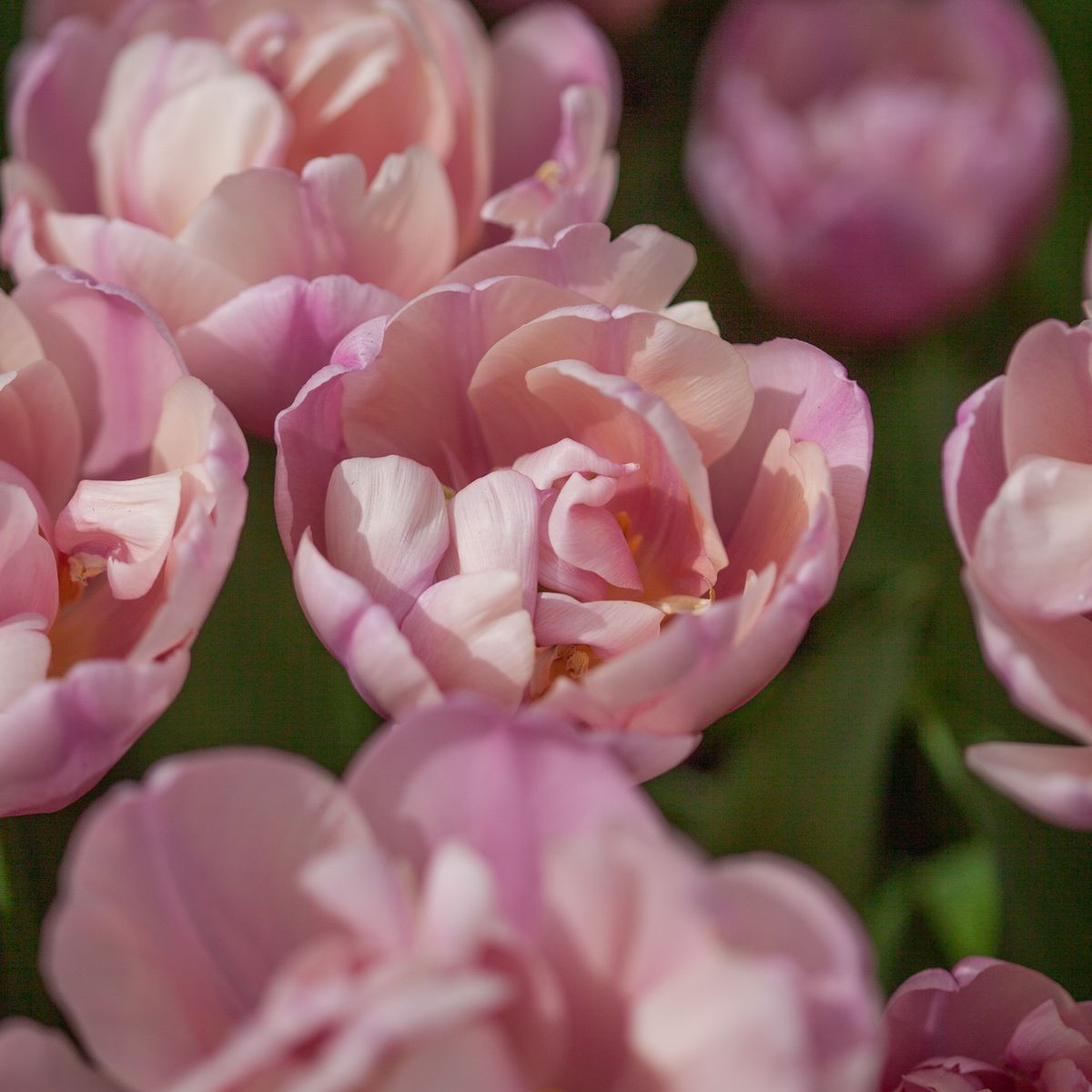 Tulipan 'Tabledance', Sen dobbel' - 7 stk