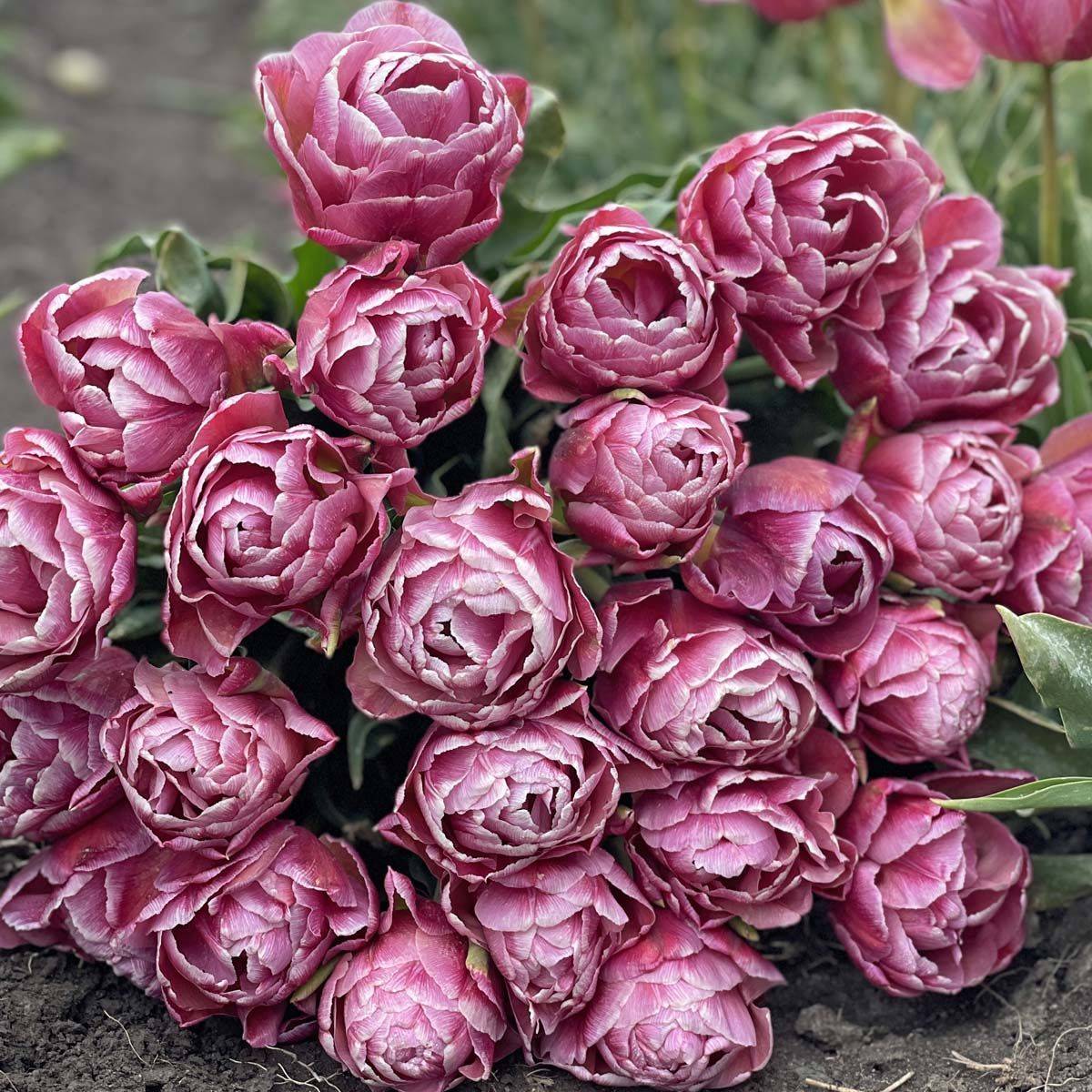 Tulipan 'Beachberry', sen dobbel - 10 stk