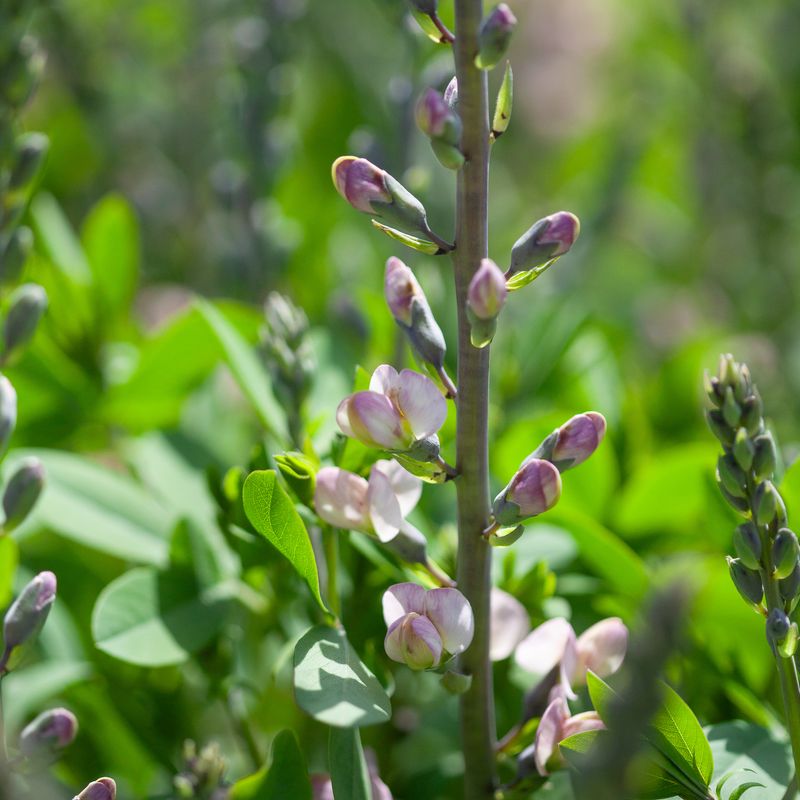 Fargeskolm 'Pink Truffles' - Baptisia