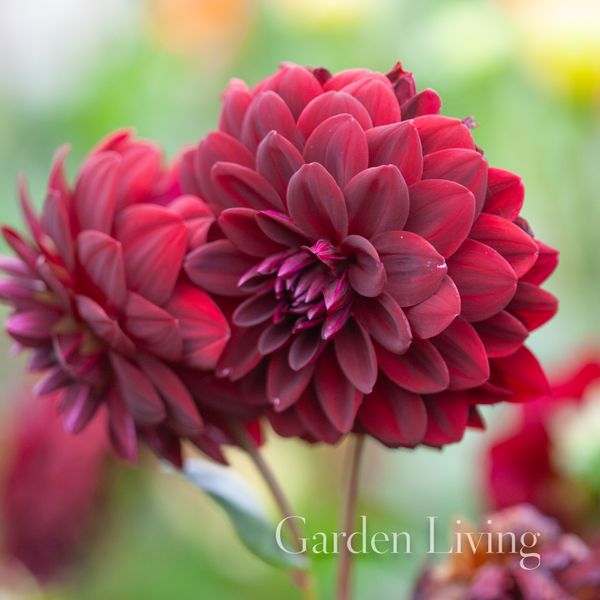 Hovedbilde Georgine 'Arabian Night' - Dahlia x cultorum, 1 stk.