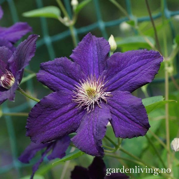 Hovedbilde Klematis 'Rasputin' - Clematis