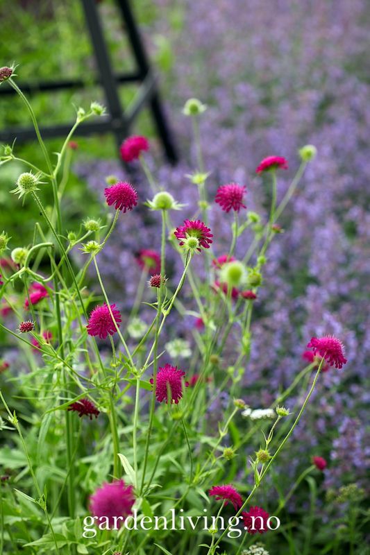 Makedoniarødknapp 'Red Knight' - Knautia macedonica 