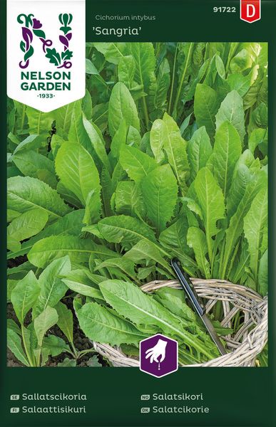 Hovedbilde Salatsikori 'Sangria' - Cichorium intybus
