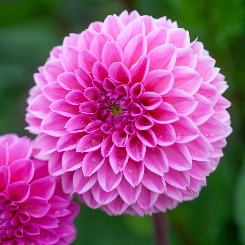 Georgine 'Sandra' - Dahlia x cultorum, 1 stk.