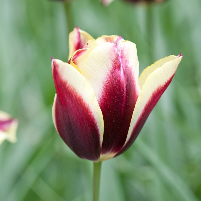 Hovedbilde Tulipan 'Gavota', triumphtulipan - 10 stk