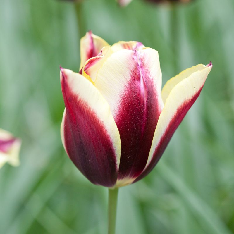 Tulipan 'Gavota', triumphtulipan - 10 stk