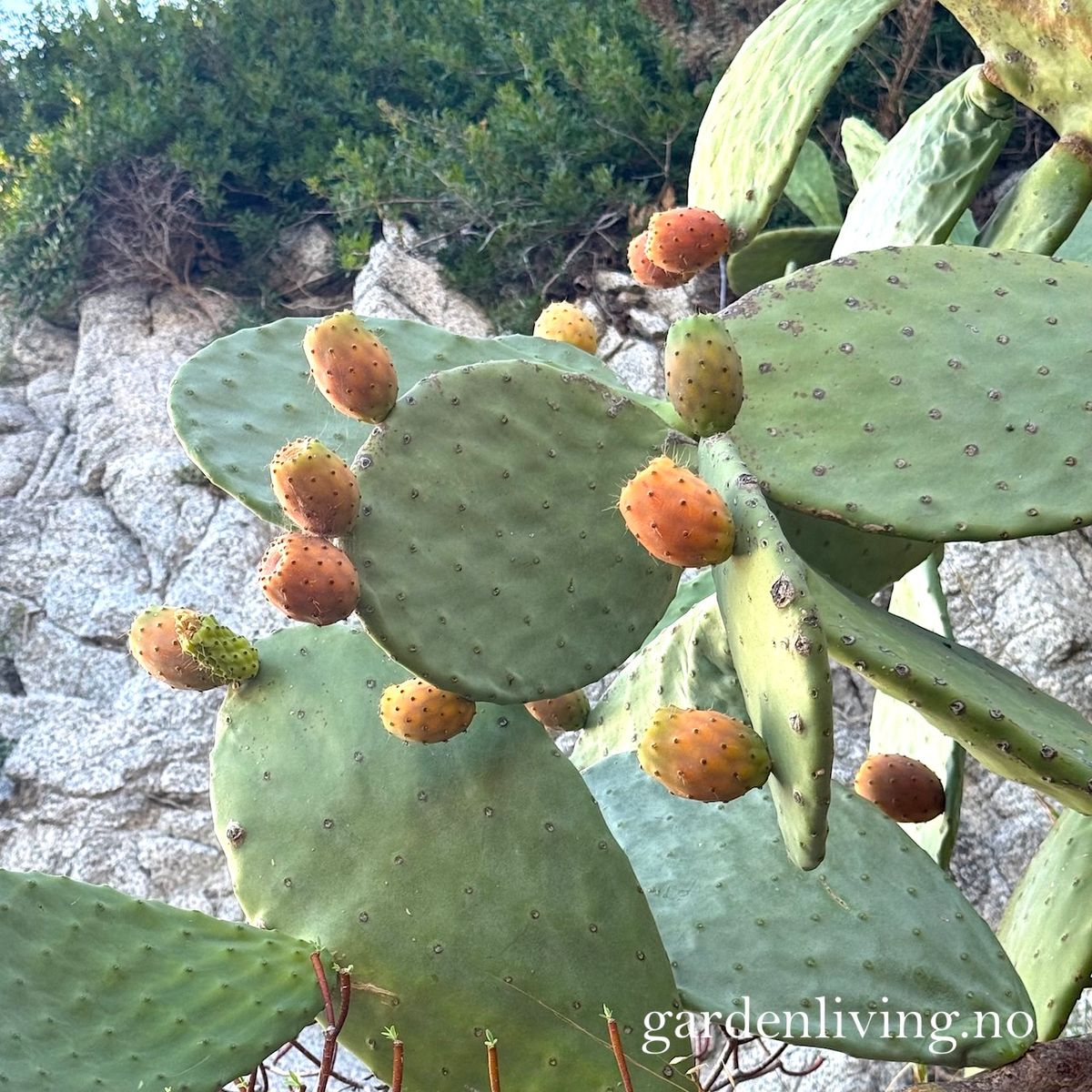 Fikenkaktus - Opuntia ficus-indica