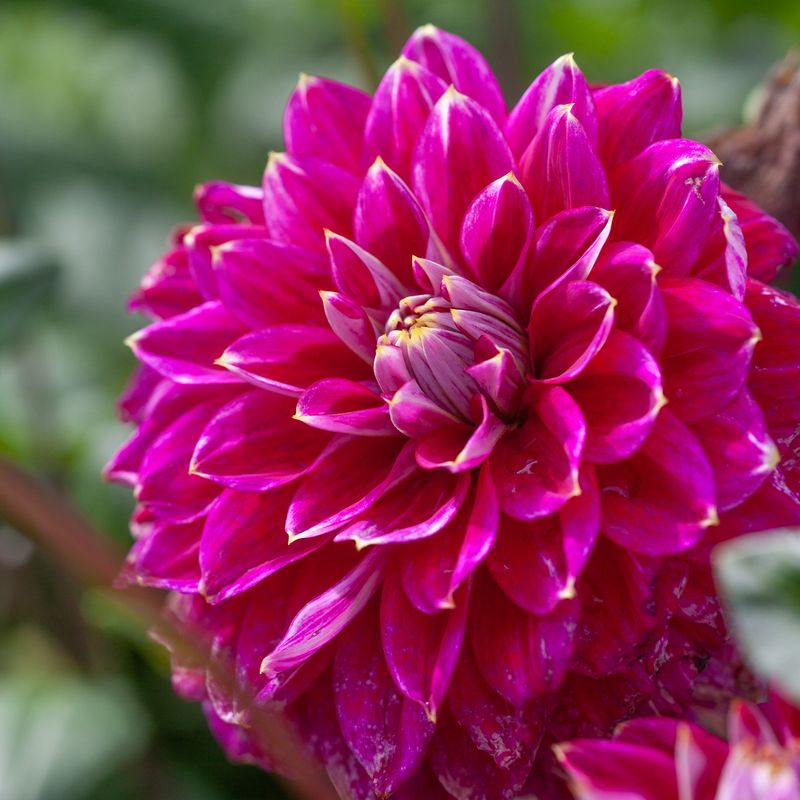 Georgine 'Maldini' - Dahlia x cultorum, 1 stk.