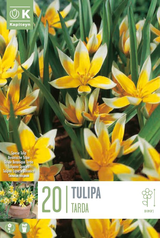 Skjermtulipan - Tulipa tarda - 10 stk