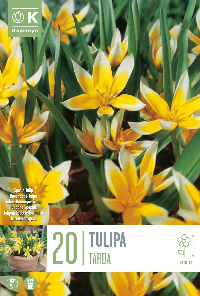 Skjermtulipan - Tulipa tarda - 20 stk