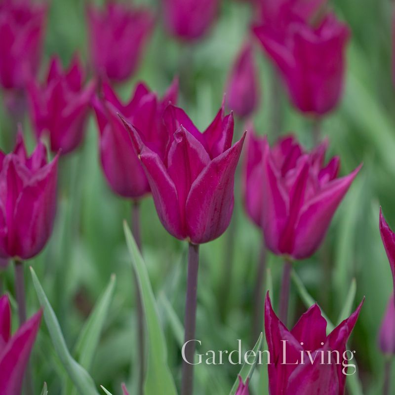 Tulipan 'Purple Heart', Sen dobbel - 10 stk