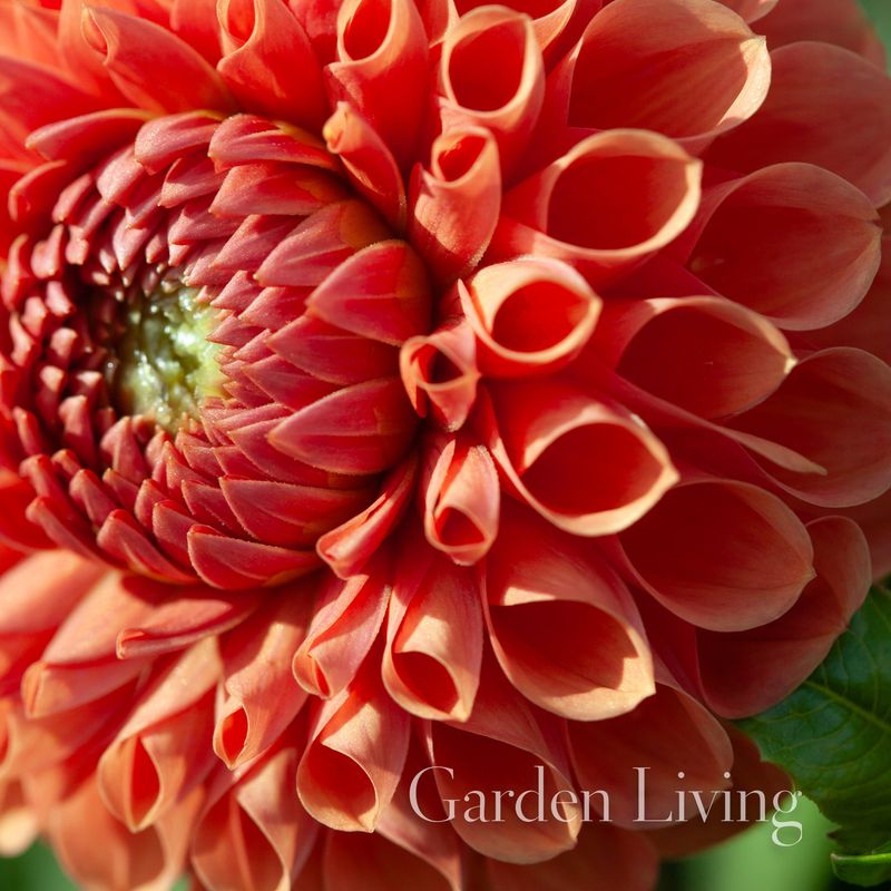 Georgine 'Cornel Brons' - Dahlia x cultorum, 1 stk.