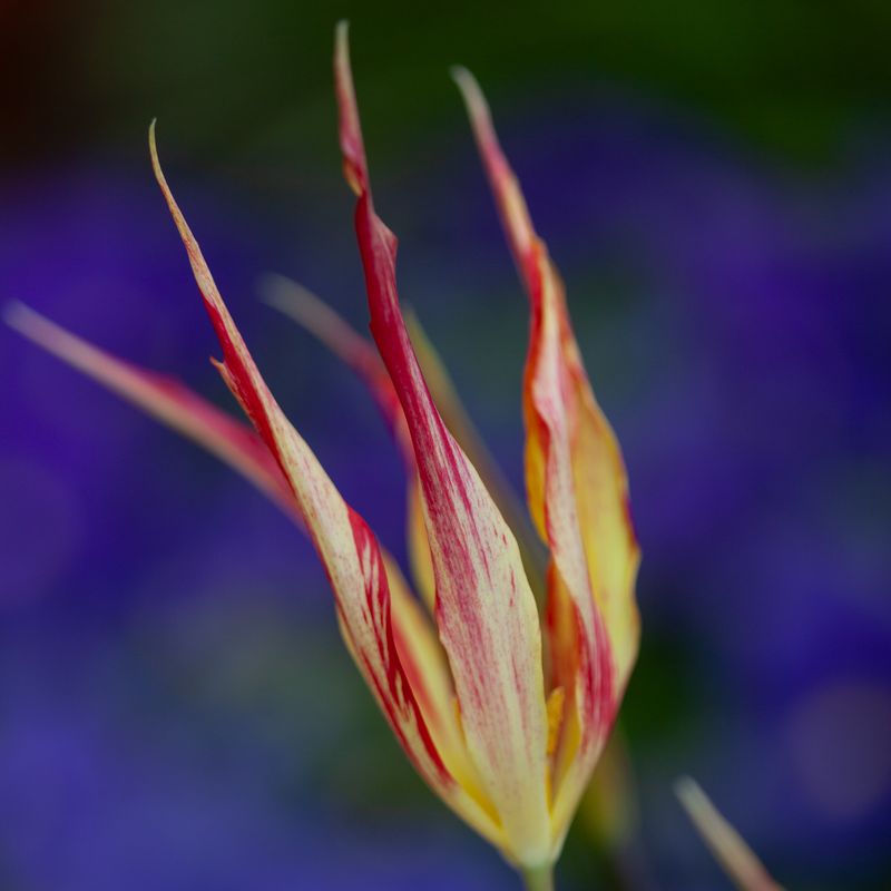 Tulipa acuminata - 1 stk 