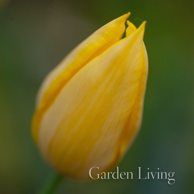 Historisk tulipan - Tulipa gesneriana 'Lutea Pallida’
