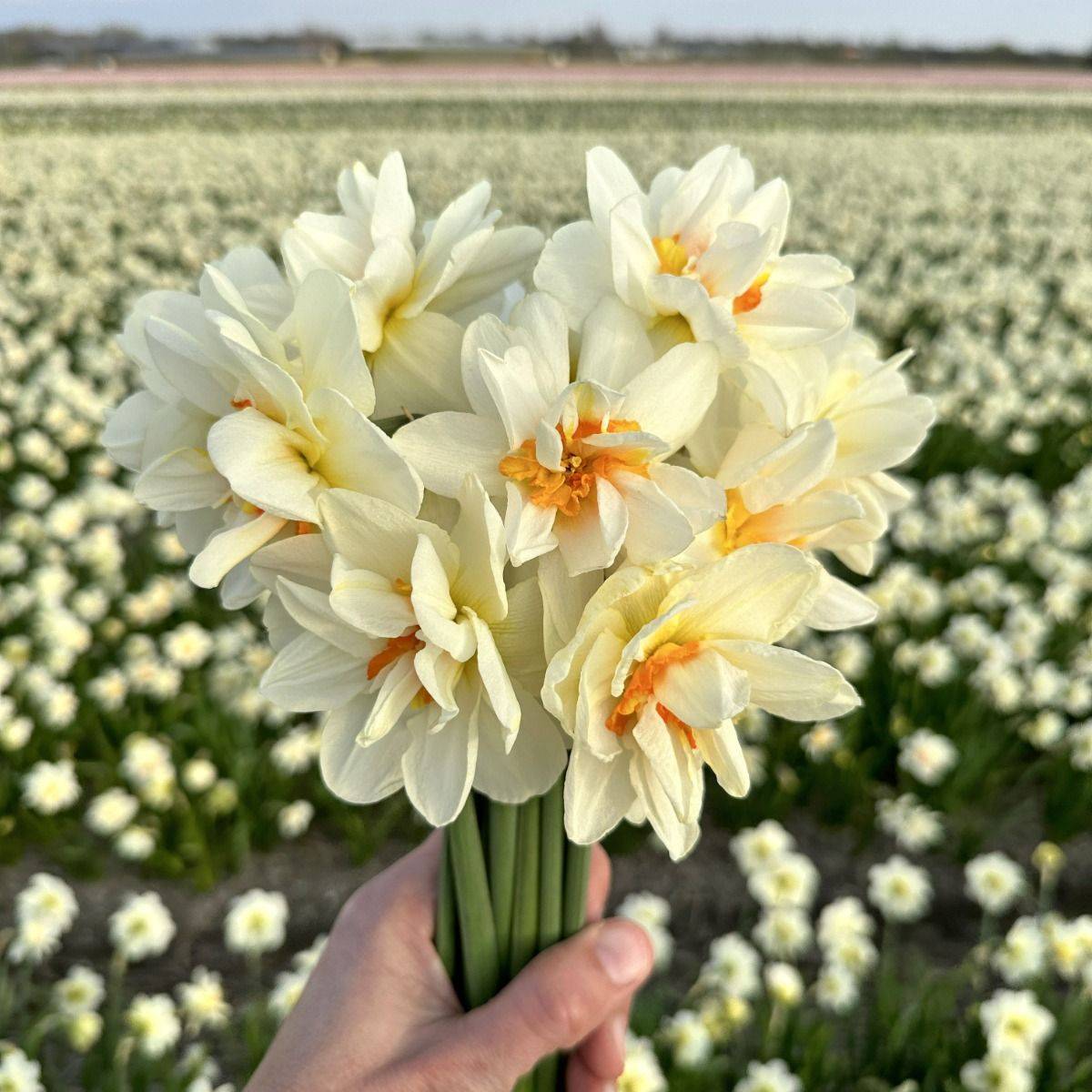 Påskelilje 'Flowerdrift’ - 10 stk