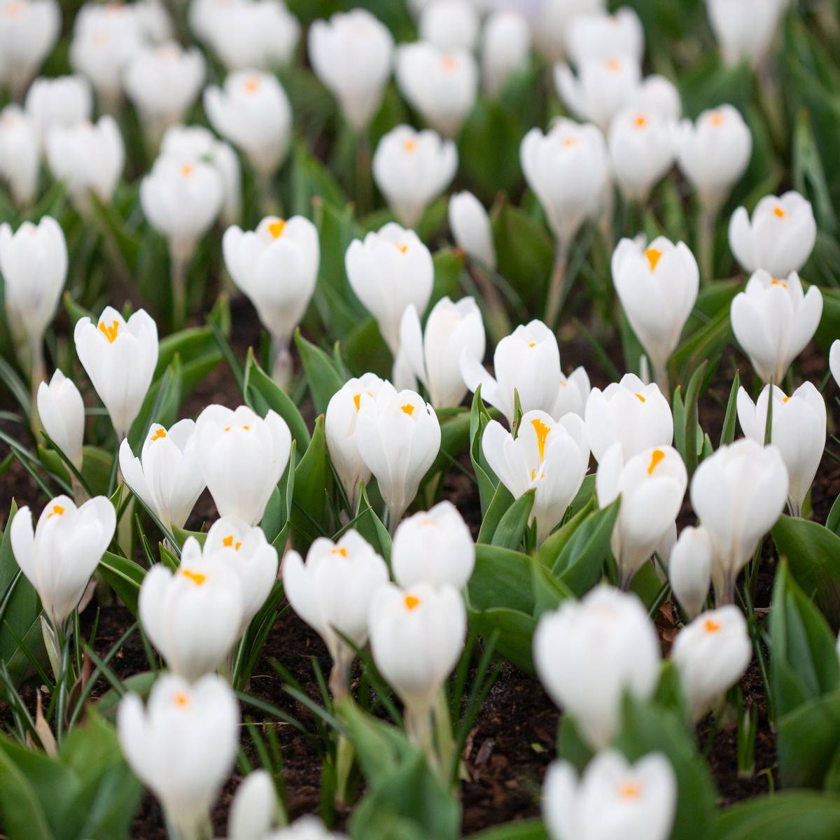 Storblomstret krokus 'Jeanne d'Arc' - Crocus - 10 stk