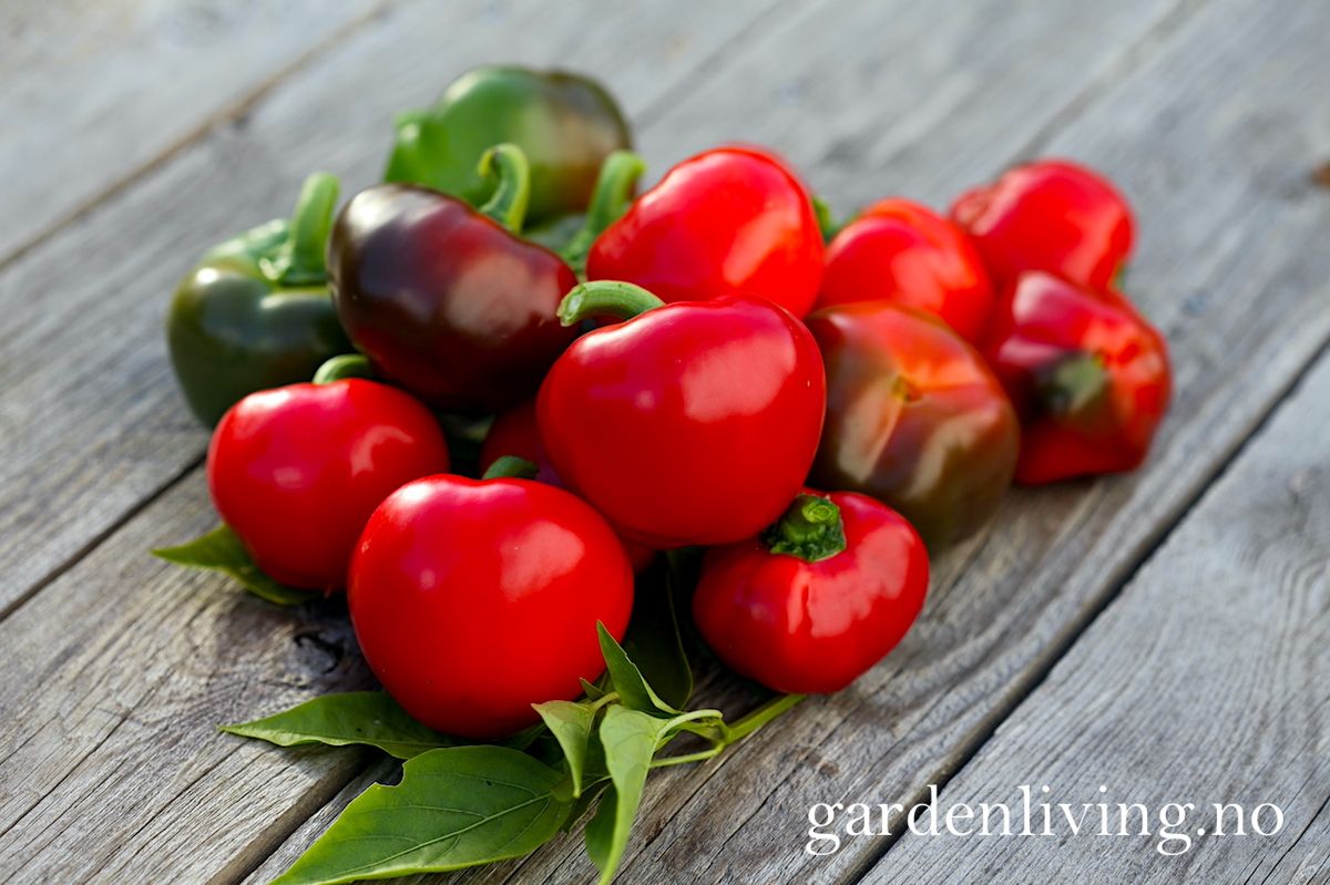 Paprika 'Topepo Rosso' - Capsicum annuum