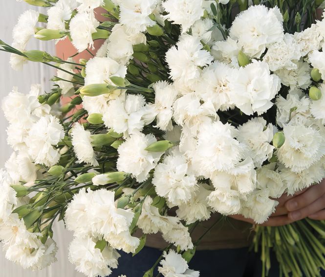 Hovedbilde Hagenellik 'Jeanne Dionis' - Dianthus caryophyllus