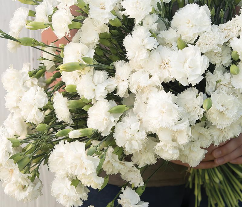 Hagenellik 'Jeanne Dionis' - Dianthus caryophyllus