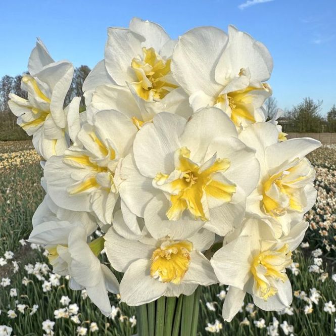 Hovedbilde Påskelilje 'Lemon Beauty' - 10 stk