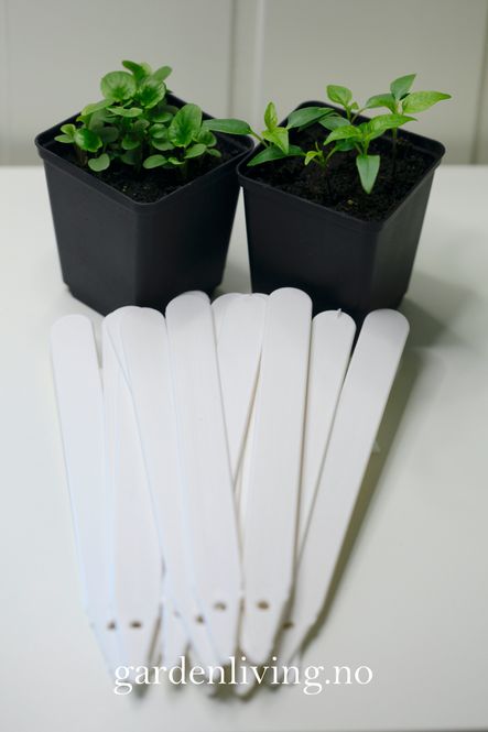 Hovedbilde Etiketter 20 cm, hvit - 50 stk