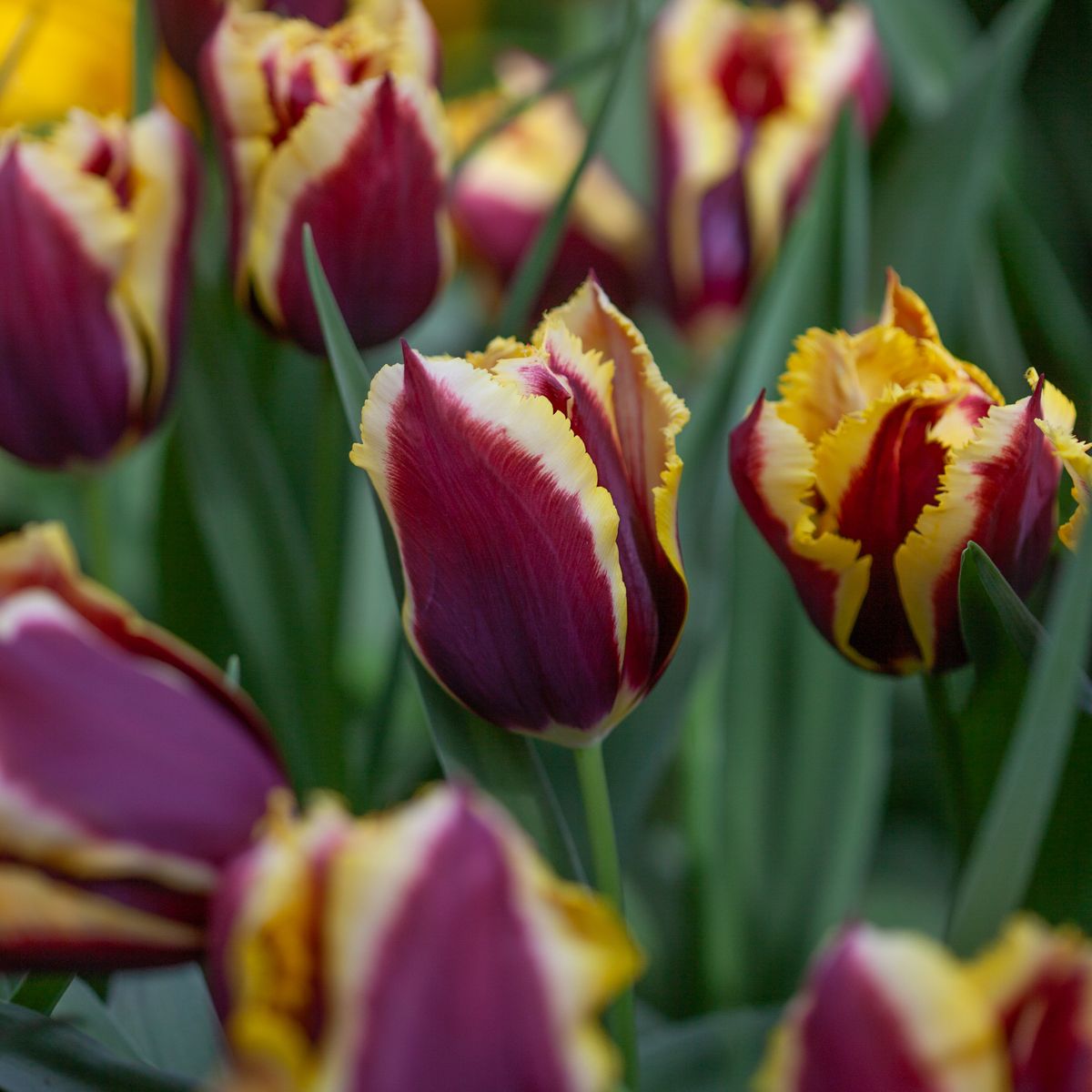 Tulipan 'Gavota Special', frynsetulipan - 10 stk