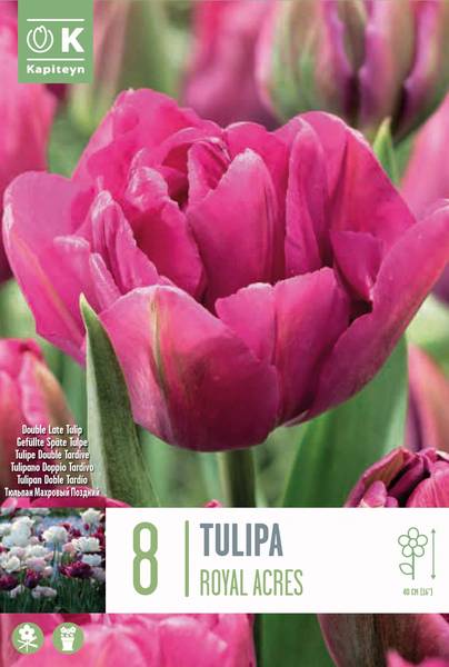 Hovedbilde Tulipan 'Royal Acres’, tidlig dobbel - 8 stk