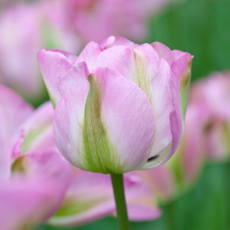 Tulipan 'Groenland', viridifloragruppen - 8 stk