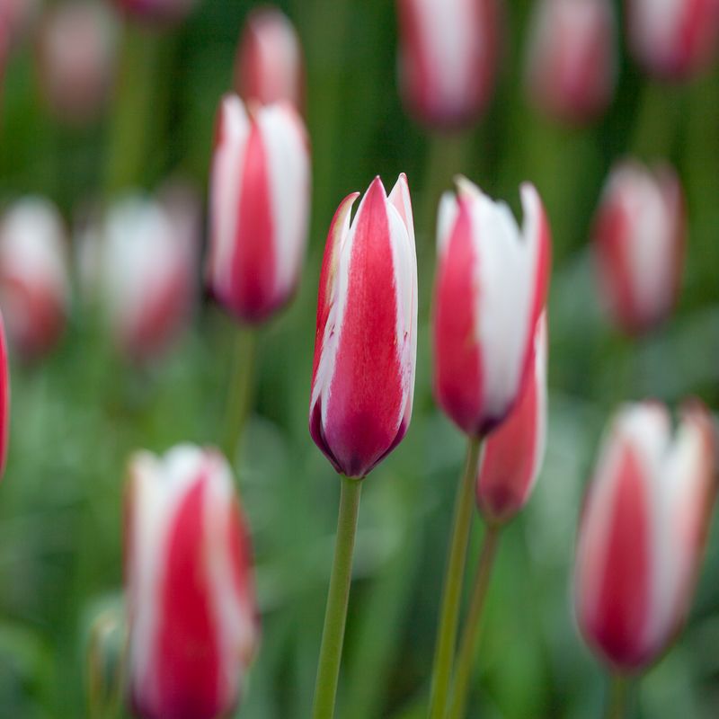Clusiustulipan 'Peppermintstick' - Tulipa clusiana - 6 stk