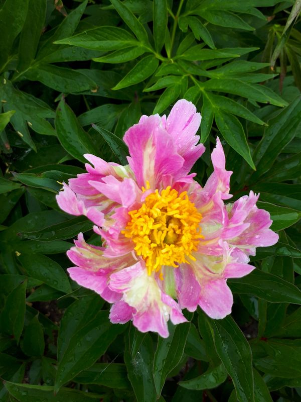 Silkepion 'Pink Spritzer' - Paeonia lactiflora