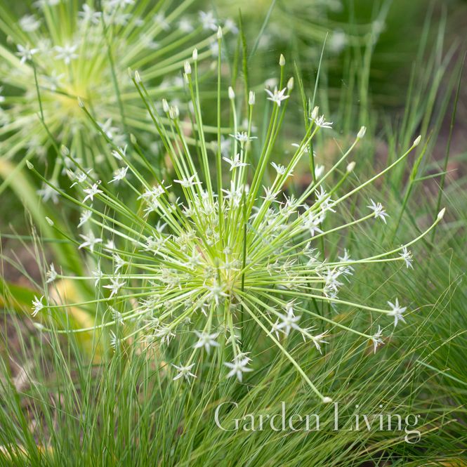 Hovedbilde Markløperløk 'Arctic Snow' - Allium shubertii - 1 stk