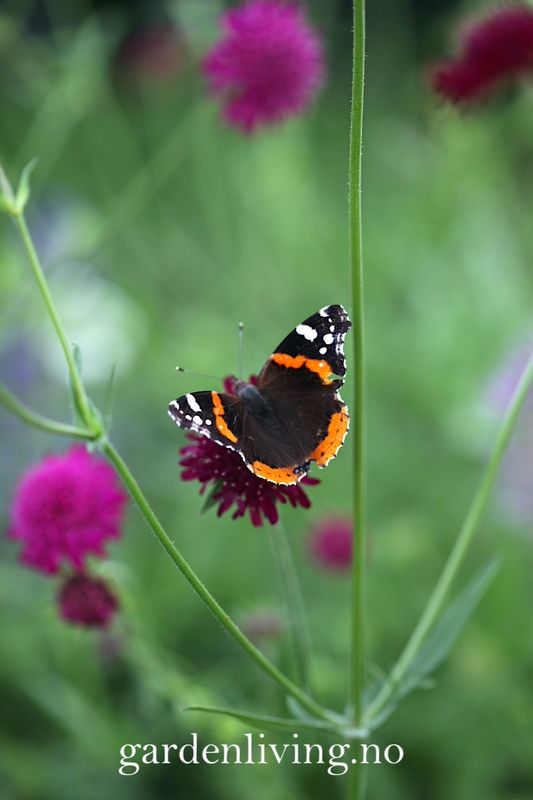 Makedoniarødknapp 'Red Knight' - Knautia macedonica 