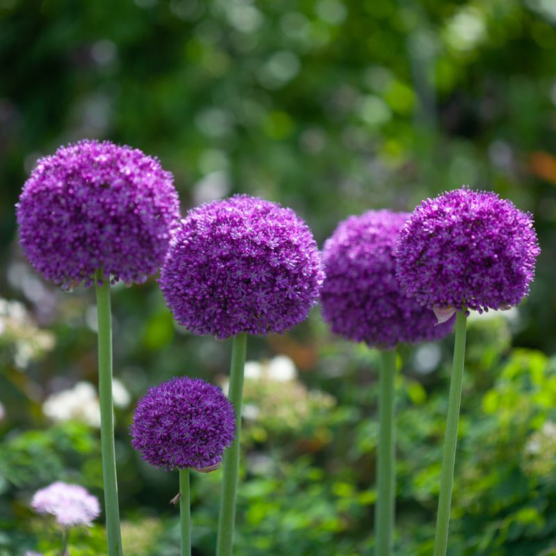 Kjempeløk 'Ambassador' - Allium giganteum - 1 stk