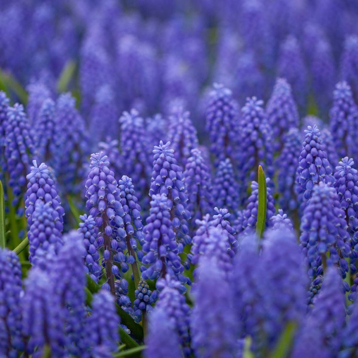 Armeniaperleblomst - Muscari armeniacum - 20 stk