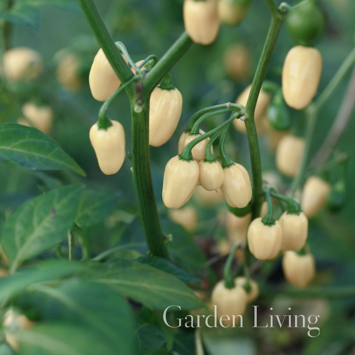 Chilipepper 'Habanero White' - Capsicum chinensis