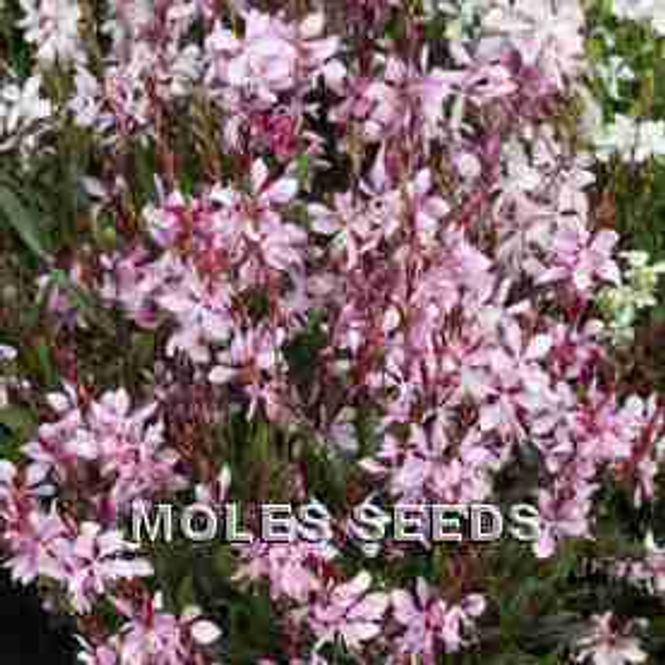 Hovedbilde Sommerlys 'Emmeline Pink Bouquet' - Gaura lindheimeri