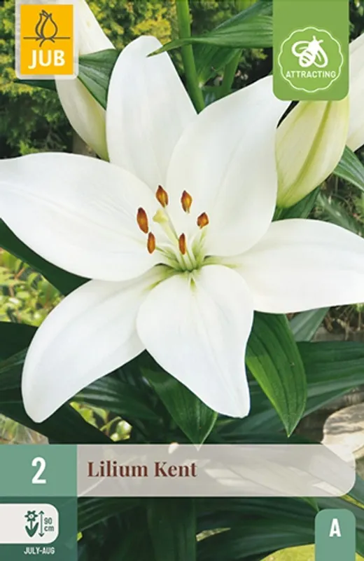 Asiatisk lilje 'Kent' - Lilium, 2 stk.