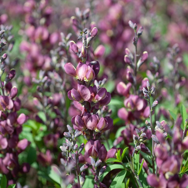 Fargeskolm 'Burgundy Blast' ® - Baptisia