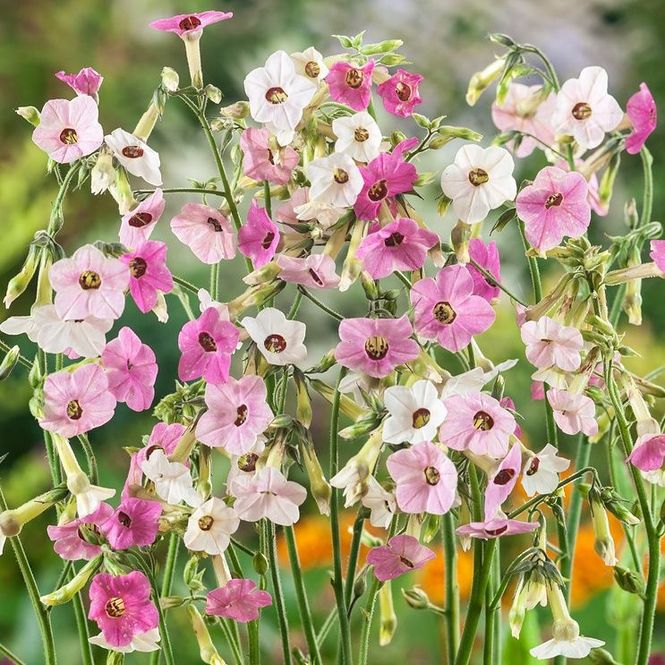 Hovedbilde Prydtobakk 'Marshmallow' - Nicotiana x sanderae