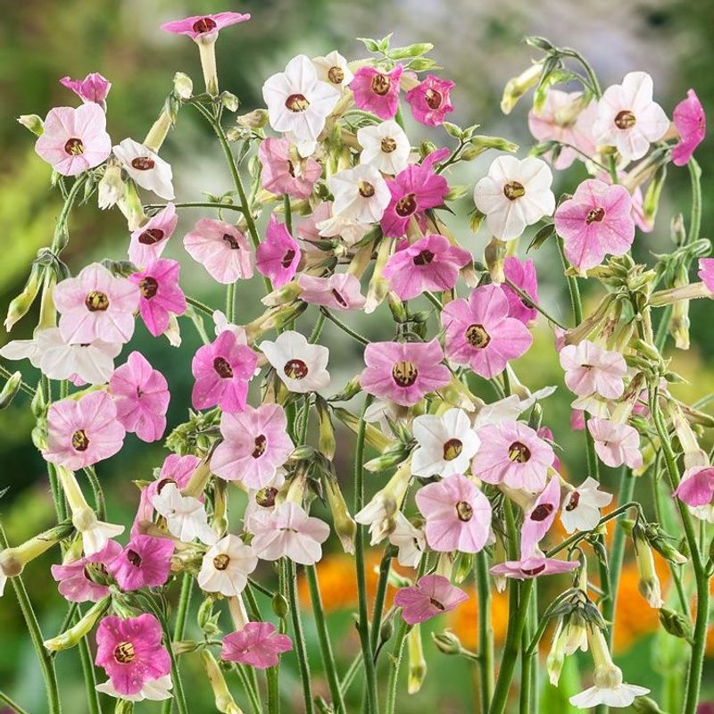 Prydtobakk 'Marshmallow' - Nicotiana x sanderae