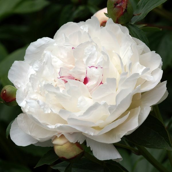 Hovedbilde Silkepion 'Festiva Maxima' - Paeonia lactiflora