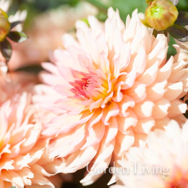 Hovedbilde Georgine 'Gallery Leonardo, lav - Dahlia x cultorum, 1 stk.