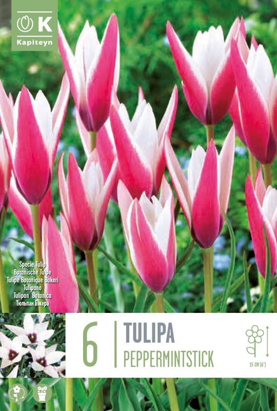 Clusiustulipan 'Peppermintstick' - Tulipa clusiana - 6 stk