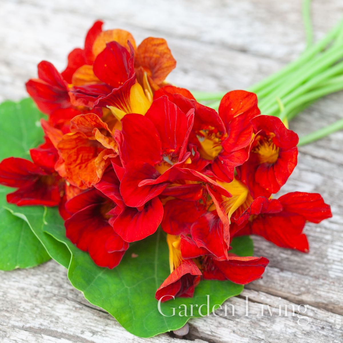 Blomkarse 'Mahogany Gleam' - Tropaeolum majus