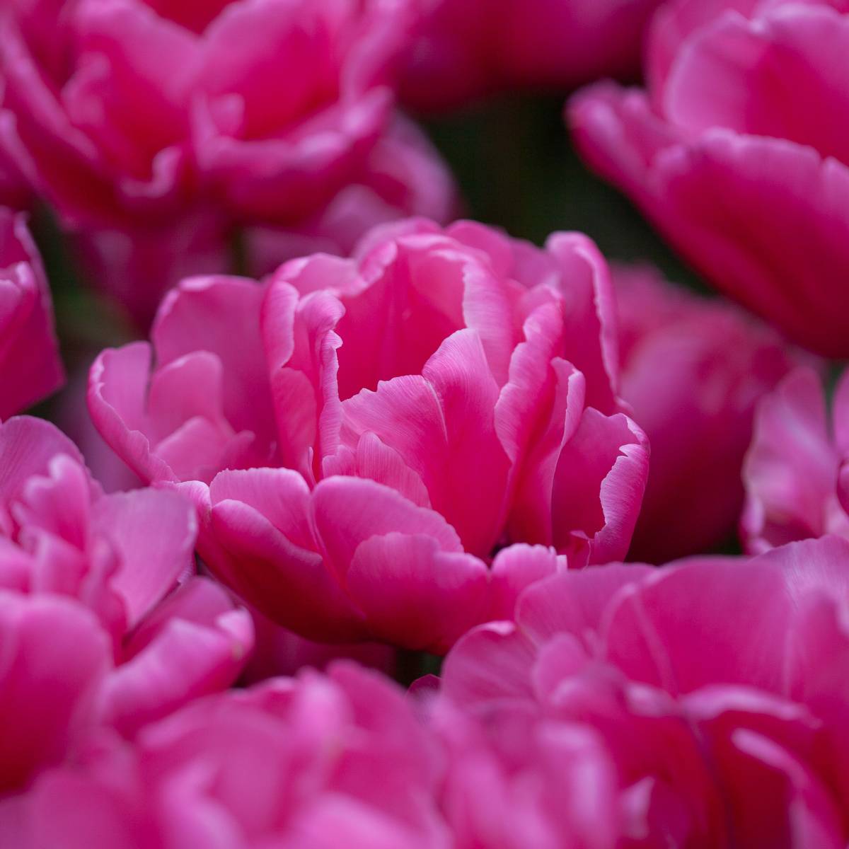 Tulipan 'Sunset Tropical', sen dobbel - 8 stk