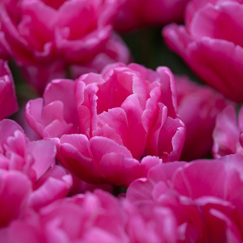 Tulipan 'Sunset Tropical', sen dobbel - 8 stk