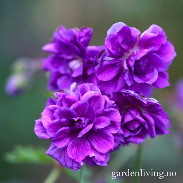Hovedbilde Himalayastorkenebb 'Birchs Double' / 'Plenum' - Geranium ...