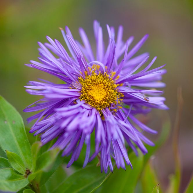 Hovedbilde Praktbakkestjerne 'Schöne Blaue' - Erigeron speciosus