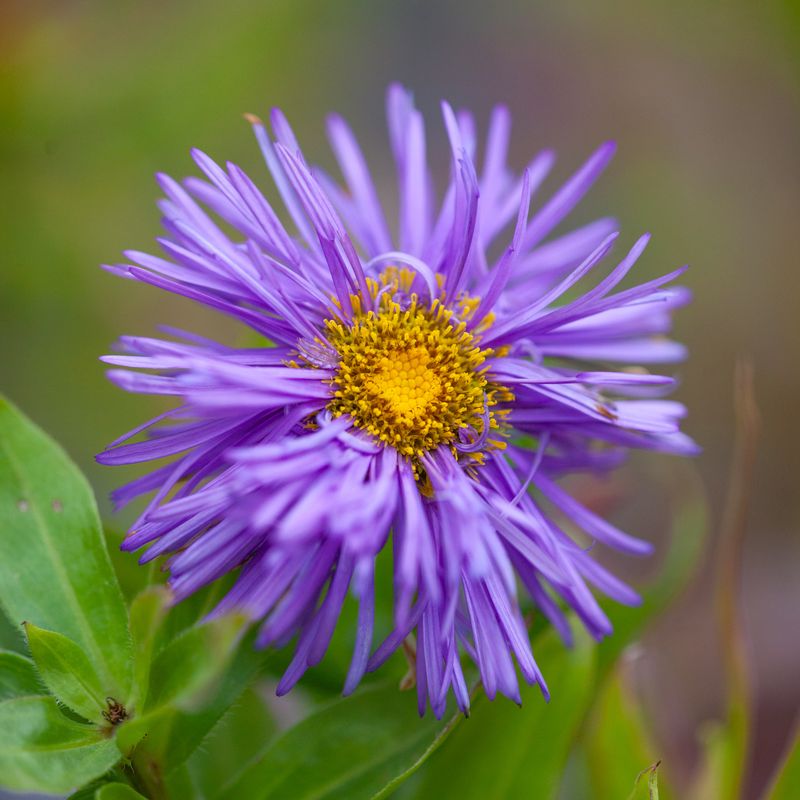 Praktbakkestjerne 'Schöne Blaue' - Erigeron speciosus